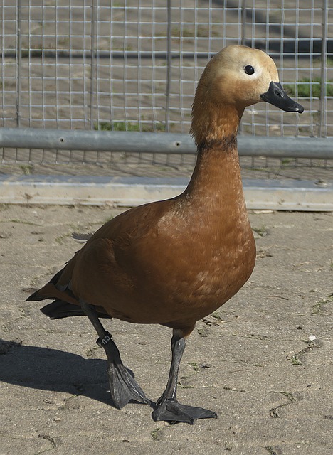 预计